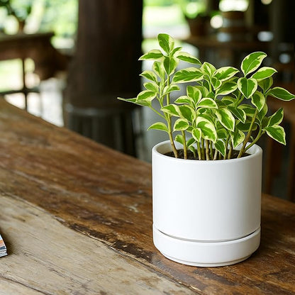 D'vine Dev 4.7 Inch Ceramic Planter Pot with Drainage Hole and Saucer, Indoor Cylinder Round Planter Pot, White, 94-O-B-1