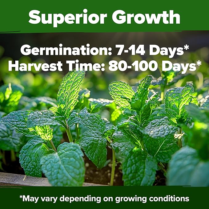HOME GROWN 𝗨𝗦𝗔 𝗣𝗥𝗘𝗠𝗜𝗨𝗠 Peppermint Seeds Pack – 2,370 𝗡𝗢𝗡-𝗚𝗠𝗢 Heirloom Mint Seeds for Planting. Grow Peppermint Plants in Your Herb Garden Indoors or Outdoors (Mentha x piperita)