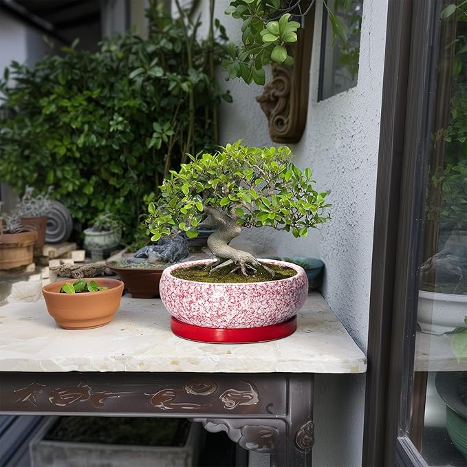 Succulent Pots - 8 Inch Bonsai Pots for Indoor Outdoor, Shallow Ceramic Planter with Drainage Hole and Saucer, Round Flower Succulent Planters, Room Decor, Gifts for Plant Lovers, Red