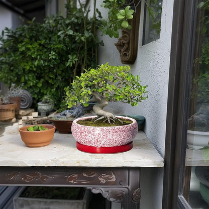 Succulent Pots - 8 Inch Bonsai Pots for Indoor Outdoor, Shallow Ceramic Planter with Drainage Hole and Saucer, Round Flower Succulent Planters, Room Decor, Gifts for Plant Lovers, Red