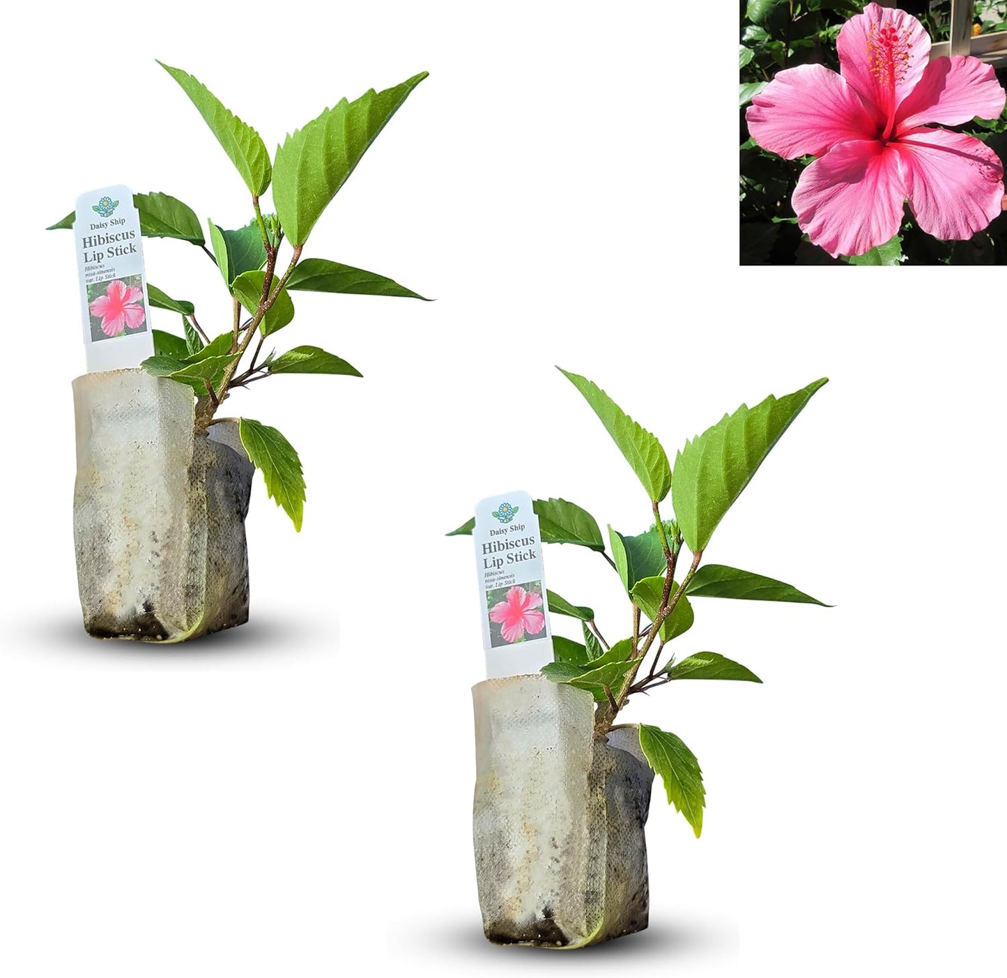 Pink Hibiscus. rosa-sinensis. Live Plant - Tropical Blooming Hibiscus, Pretty Flowers, Used in Tea and Juice (2 Pink Hibiscus sacs)