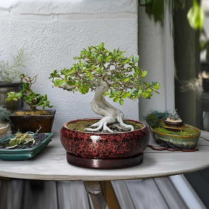 Bonsai Tree Pots - 10 Inch Ceramic Succulent Planters for Indoor Outdoor, Bonsai Pots with Drainage Hole and Saucer, Shallow Round Planter, Planter Bowl, Patio Decor, Gifts for Women, Red