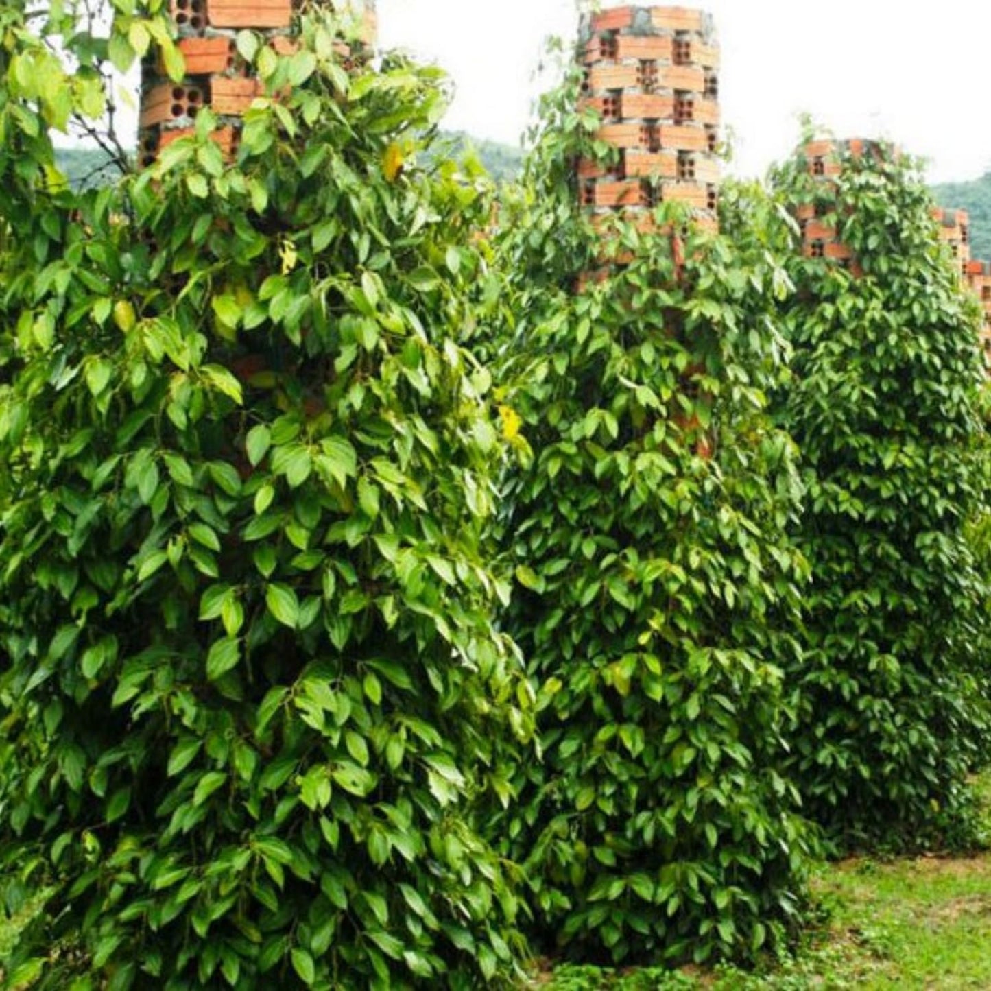 Black Pepper Plant Live, 4 to 6 Inches Tall, Live Pepper Plant, Piper Nigrum Live Plant, Herb Plant for Garden