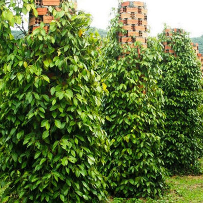 Black Pepper Plant Live, 4 to 6 Inches Tall, Live Pepper Plant, Piper Nigrum Live Plant, Herb Plant for Garden