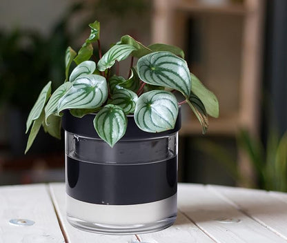 Phoenix Vine 6 Inch Self Watering Terracotta Planter, Black Terracotta Clay Pot with Glass Reservoir for Indoor Plants, Herbs, Flowers, Set of 1, 52-C-F-1