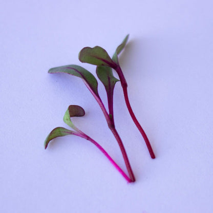 Beet Seeds - Red Round - 1 Oz ~1,500 Seeds - Beta vulgaris - Microgreens Seed - Non-GMO, Heirloom, Open Pollinated, Annual