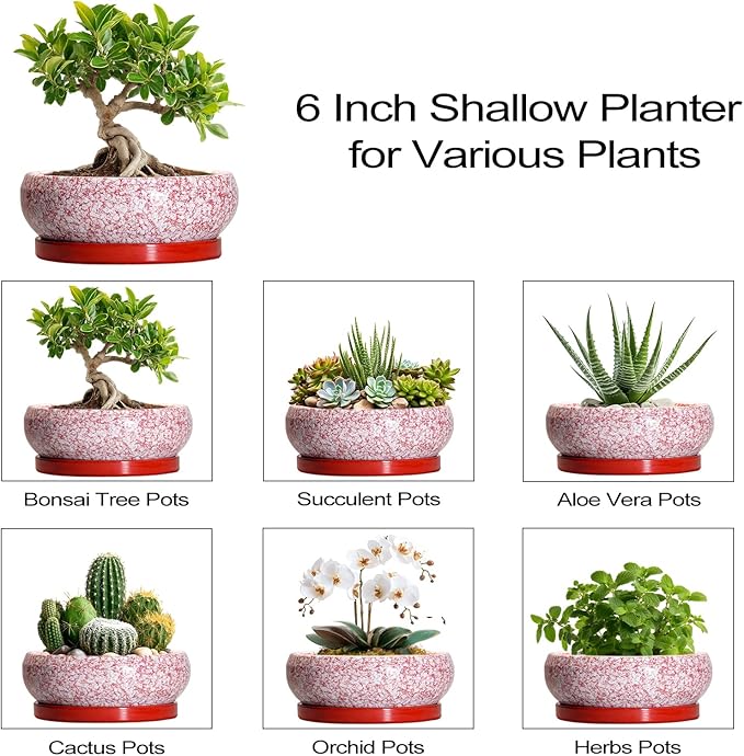 Bonsai Pots Small - 6 Inch Ceramic Succulent Pots with Drainage Hole and Ceramic Saucer, Succulent Planters Indoor Outdoor, Shallow Round Planter, Apartment Decor, Housewarming Gifts, Red