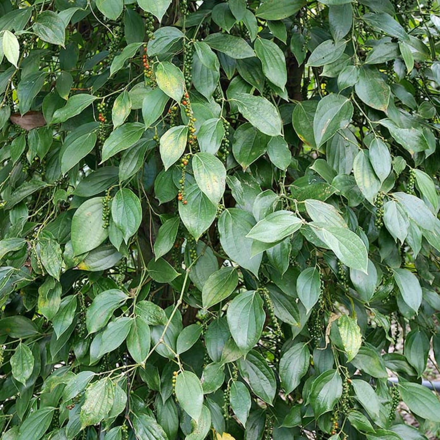 Black Pepper Plants, Piper Nigrum Plants Live, 5 to 8 Inches Tall