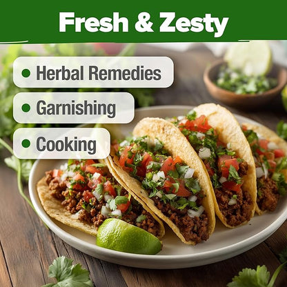 HOME GROWN 𝗨𝗦𝗔 𝗣𝗥𝗘𝗠𝗜𝗨𝗠 500+ Cilantro Seeds (Fast Growing) 𝗡𝗢𝗡-𝗚𝗠𝗢 Heirloom Coriander Seeds for Planting Indoors & Outdoors – Santo Cilantro Herb for Kitchen Garden, High Germination