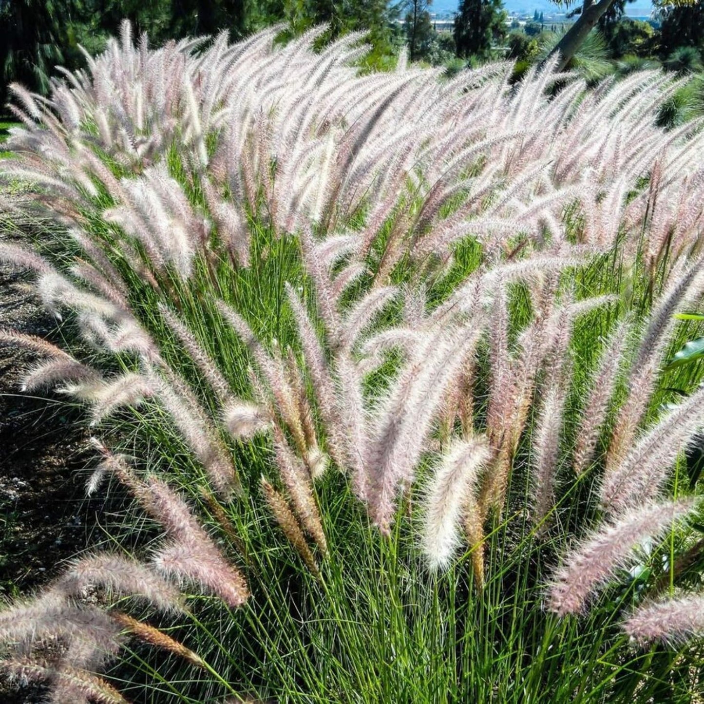 Pack 3 Fountain Grass Plants Live, 5-9 Inch Tall, Ornamental Grasses Live Plants Perennial, Well-Rooted Perennial Grass Clumps (White Fountain Grass)