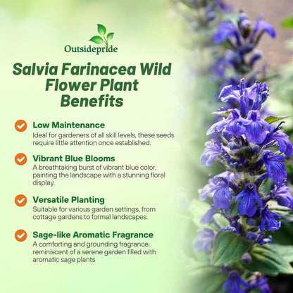 Outsidepride Blue Sage Seeds - 1/4 Lb. Perennial, Drought-Tolerant & Deer-Resistant Wildflower Seeds w/Fragrant Blooms for Pollinator Attractant for Butterfly & Hummingbird Gardens & Landscaping