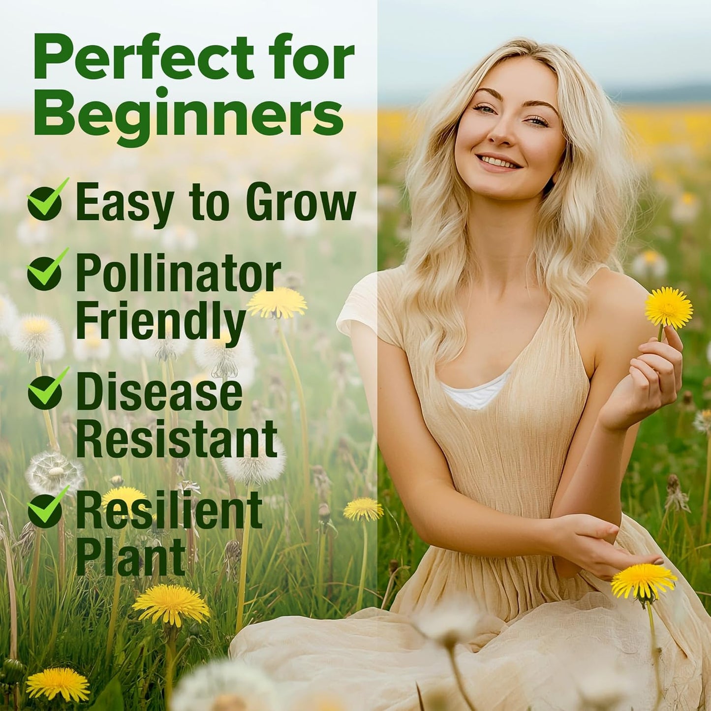 HOME GROWN 𝗨𝗦𝗔 𝗣𝗥𝗘𝗠𝗜𝗨𝗠 Dandelion Seeds for Planting – 600 Heirloom Medicinal Herb Seeds (~0.3g) 𝗡𝗢𝗡-𝗚𝗠𝗢 Grow Edible Leaves and Flowers for Remedies or Wildlife (Taraxacum officinale)