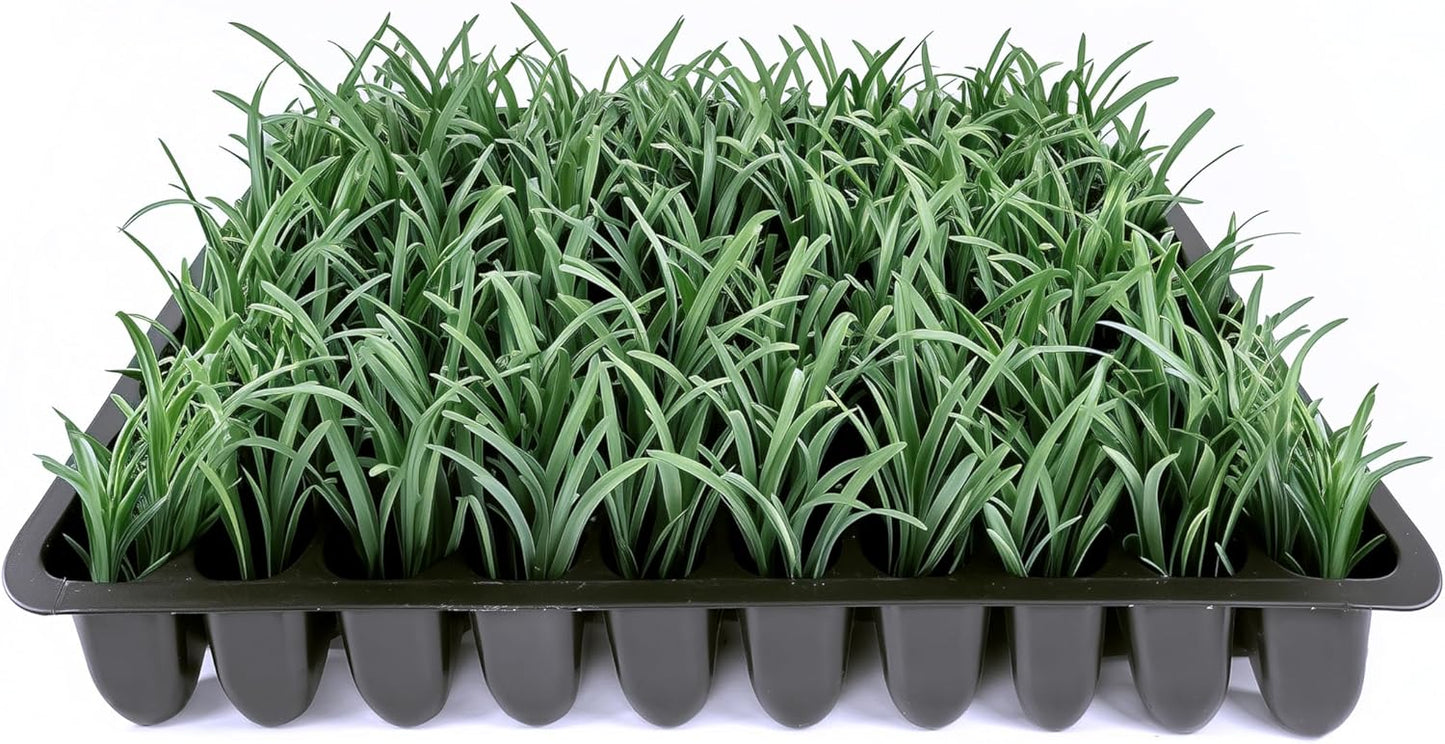 Dwarf Mondo Grass | 10 Live Plants | Ophiopogon Japonicus Nana | Lush Ground Cover | Shade Loving Low Maintenance Garden Solution | Ideal for Landscaping and Borders | Hardy and Evergreen