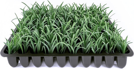 Dwarf Mondo Grass | 40 Live Plants | Ophiopogon Japonicus Nana | Lush Ground Cover | Shade Loving Low Maintenance Garden Solution | Ideal for Landscaping and Borders | Hardy and Evergreen