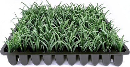 Dwarf Mondo Grass | 3 Live Plants | Ophiopogon Japonicus Nana | Lush Ground Cover | Shade Loving Low Maintenance Garden Solution | Ideal for Landscaping and Borders | Hardy and Evergreen