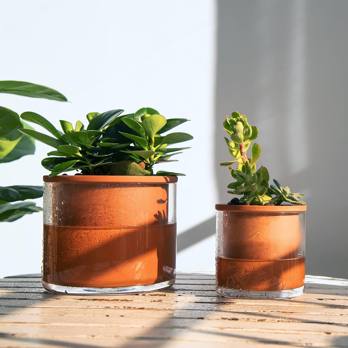 Phoenix Vine 4 Inch 6 Inch Self Watering Plants Pots, Design Terracotta Pots for Plants, Indoor Cylinder Terra Cotta Planter with Glass Vase Set, 51-A-G-46