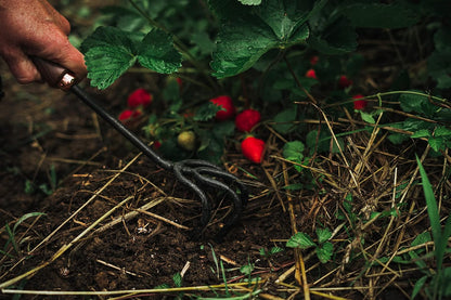 Barebones Cultivator - Weed Remover Tool - Garden Rake and Weeding Tool for Yard Work - Stainless Steel Cultivator for Raking Soil (Walnut/Black)