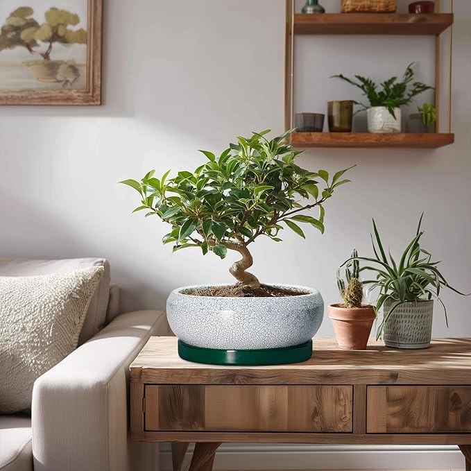 Bonsai Tree Pots - 8 Inch Ceramic Succulent Pot with Drainage Hole and Tray, Bonsai Pots, Shallow Planters for Indoor Outdoor, Round Planter Bowl, House Decor, Gifts for Plant Lovers, Green