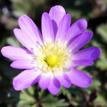 Easy to Grow Anemone Blanda Pink Shades 20 Plant Bulbs - Pink Flowers in Spring Outdoor, Full Sun