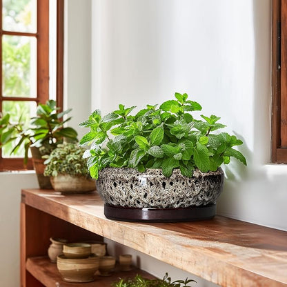 Succulent Pots 10 Inch - Ceramic Bonsai Pots with Drainage Hole and Tray, Large Succulent Planters, Shallow Planter Indoor, Round Planter Bowl, Window Decor, Gifts for Plant Lovers, White