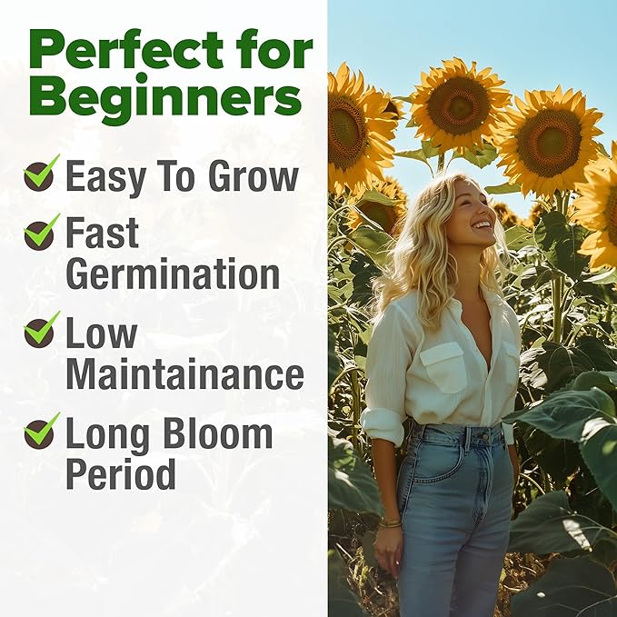 HOME GROWN 𝗨𝗦𝗔 Sunflower Seeds to Plant | 520+ Giant Mammoth Sunflower Seeds for Planting Bulk Packet | Heirloom, High Germination, Easy to Grow Jumbo Sun Flower for Home Garden(Helianthus annuus)