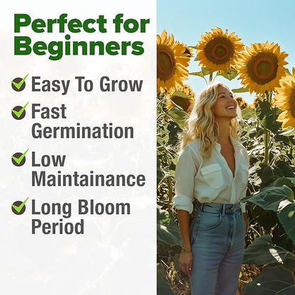 HOME GROWN 𝗨𝗦𝗔 Sunflower Seeds to Plant | 520+ Giant Mammoth Sunflower Seeds for Planting Bulk Packet | Heirloom, High Germination, Easy to Grow Jumbo Sun Flower for Home Garden(Helianthus annuus)