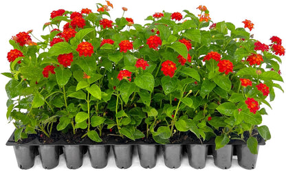 Lantana Dallas Red | 10 Live Plants | Lantana Camara | Flowering Perennial | Garden Colorful Bloom | Hardy Outdoor Decor | Vibrant Red Flowers
