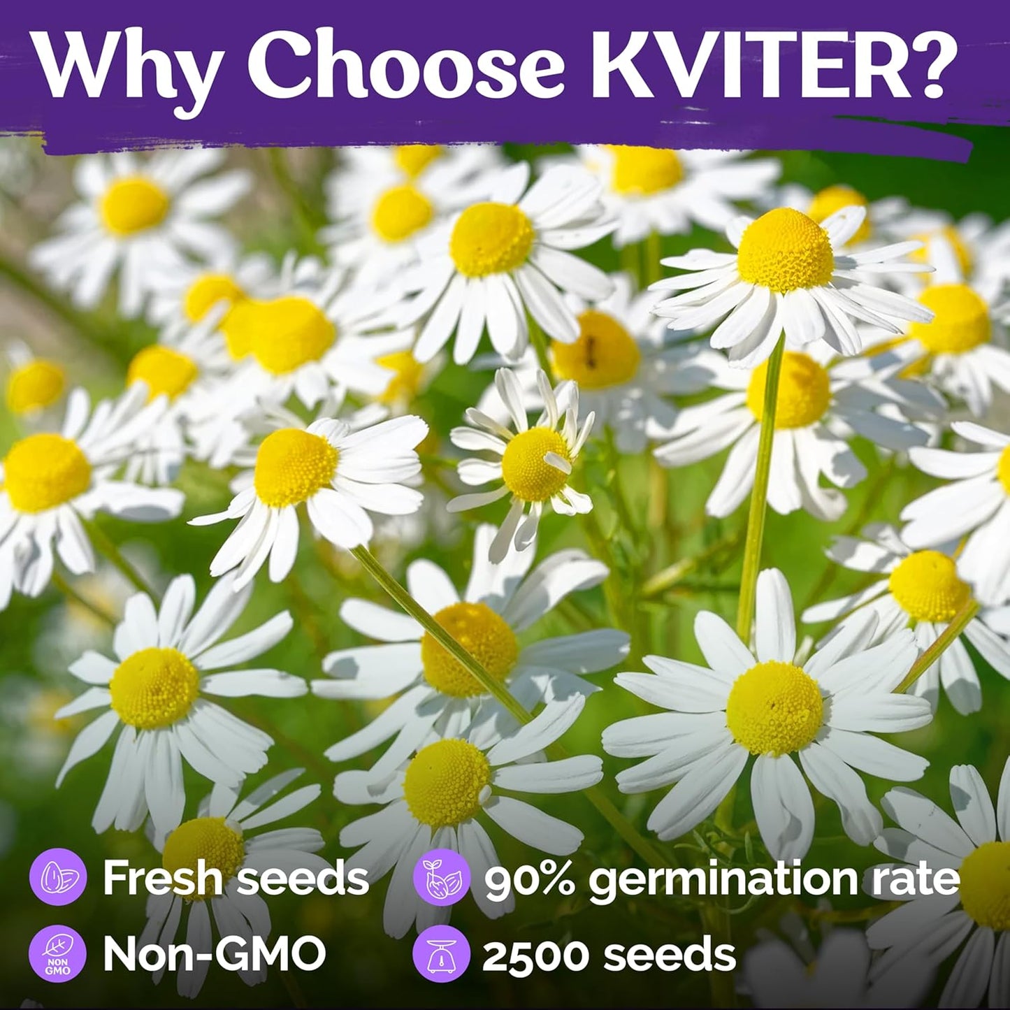 KVITER 2,500 German Chamomile Seeds for Planting (Matricaria Chamomilla/Recutita) – Heirloom & Non-Gmo Medicinal Herb Seeds, Flowers for Remedies & Chamomile Tea Organic – Indoors/Outdoors Herb Garden