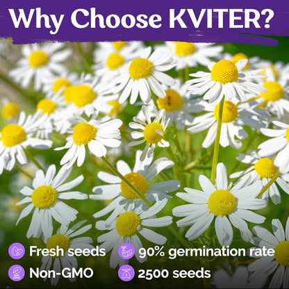 KVITER 2,500 German Chamomile Seeds for Planting (Matricaria Chamomilla/Recutita) – Heirloom & Non-Gmo Medicinal Herb Seeds, Flowers for Remedies & Chamomile Tea Organic – Indoors/Outdoors Herb Garden