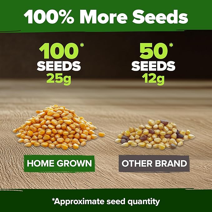 HOME GROWN 𝗨𝗦𝗔 𝗣𝗥𝗘𝗠𝗜𝗨𝗠 Golden Bantam Corn 1 Pack 100 𝗡𝗢𝗡-𝗚𝗠𝗢 Heirloom Vegetable Seeds Grow Sweet Corn Outdoors Easy for Beginners & Great for Home Gardeners High Germination (Zea mays)