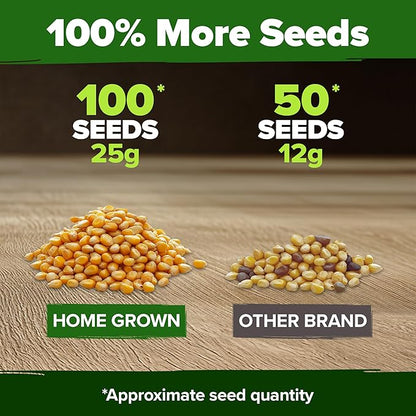 HOME GROWN 𝗨𝗦𝗔 𝗣𝗥𝗘𝗠𝗜𝗨𝗠 Golden Bantam Corn 1 Pack 100 𝗡𝗢𝗡-𝗚𝗠𝗢 Heirloom Vegetable Seeds Grow Sweet Corn Outdoors Easy for Beginners & Great for Home Gardeners High Germination (Zea mays)
