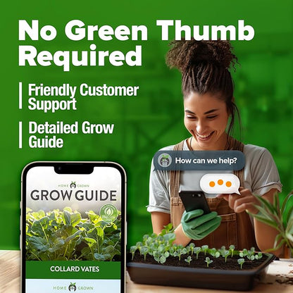 HOME GROWN 𝗨𝗦𝗔 𝗣𝗥𝗘𝗠𝗜𝗨𝗠 Collard Green Seeds - 300 Seeds for Fall Planting - High Germination 𝗡𝗢𝗡-𝗚𝗠𝗢 Heirloom Vegetable Seeds, Vates Collard Greens Seed Pack (Brassica oleracea)
