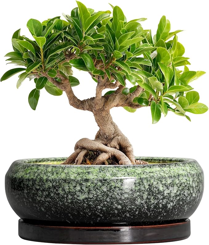 Bonsai Pots 8 Inch - Ceramic Succulent Pots with Drainage Hole and Saucer, Shallow Plant Pot for Indoor Outdoor, Bonsai Tree Pots, Round Planter Bowl, Home Decor, Gift for Plant Lover, Green