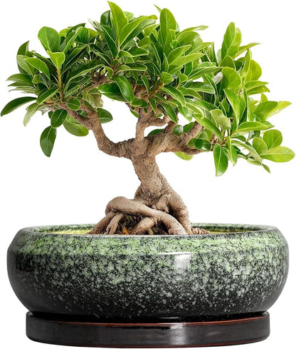 Bonsai Pots 8 Inch - Ceramic Succulent Pots with Drainage Hole and Saucer, Shallow Plant Pot for Indoor Outdoor, Bonsai Tree Pots, Round Planter Bowl, Home Decor, Gift for Plant Lover, Green