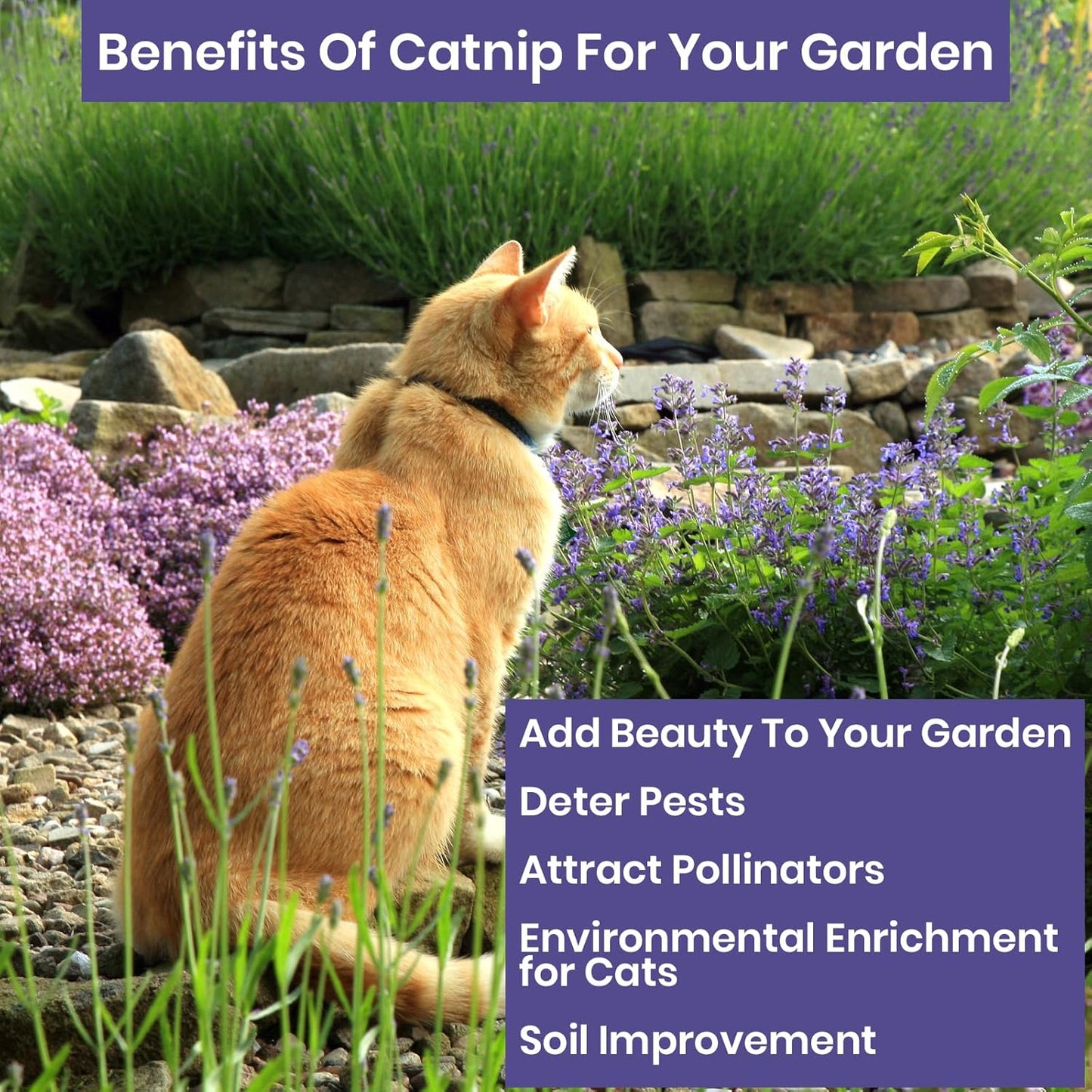 NatureZ Edge Catnip Seeds for Planting, 6.5 Grams, 11,000+ Herb Seeds, Indoor or Outdoor Growing, Your Cat Will Love Them, Non-GMO