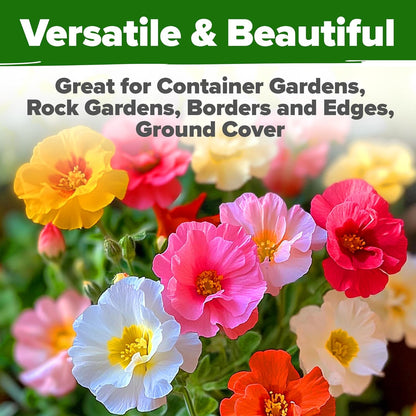 HOME GROWN 23,500+ Moss Rose Seeds (Bulk Pack) Annual Flower for Ground Cover - Heirloom 𝗡𝗢𝗡-𝗚𝗠𝗢 Portulaca Seeds for Planting Outdoors - Great for Low-Maintenance Gardens (Portulaca grandiflora)