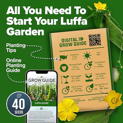 HOME GROWN 𝗨𝗦𝗔 𝗣𝗥𝗘𝗠𝗜𝗨𝗠 Luffa Seeds (Luffa aegyptiaca) 40 Heirloom 𝗡𝗢𝗡-𝗚𝗠𝗢 Loofah Gourd Seeds for Planting High Germination Rate - Make Sponges or Harvest Young Loofahs for Eating