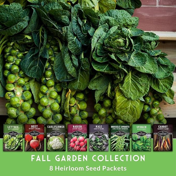 Fall & Winter Vegetable Seed Collection – 8 Packs of Non-GMO Heirloom Seeds for Planting Vegetables | Autumn & Indoor Gardening Seed Pack – Survival Garden Seeds