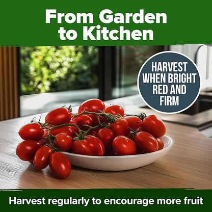 HOME GROWN San Marzano Tomato Seeds – 66 Heirloom, 𝗡𝗢𝗡-𝗚𝗠𝗢, 𝗨𝗦𝗔-𝗦𝗢𝗨𝗥𝗖𝗘𝗗 Seeds – High Germination Tomatoes for Indoor & Outdoor Growing – Classic Paste Variety for Gardeners & Home Use