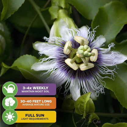Bounty Passion Fruit Plant Vine – Passiflora by Wellspring Gardens – Sweet, Juicy Fruit – Fast-Growing & Vigorous – Great for Trellises, Fences & Containers (2-Pack)