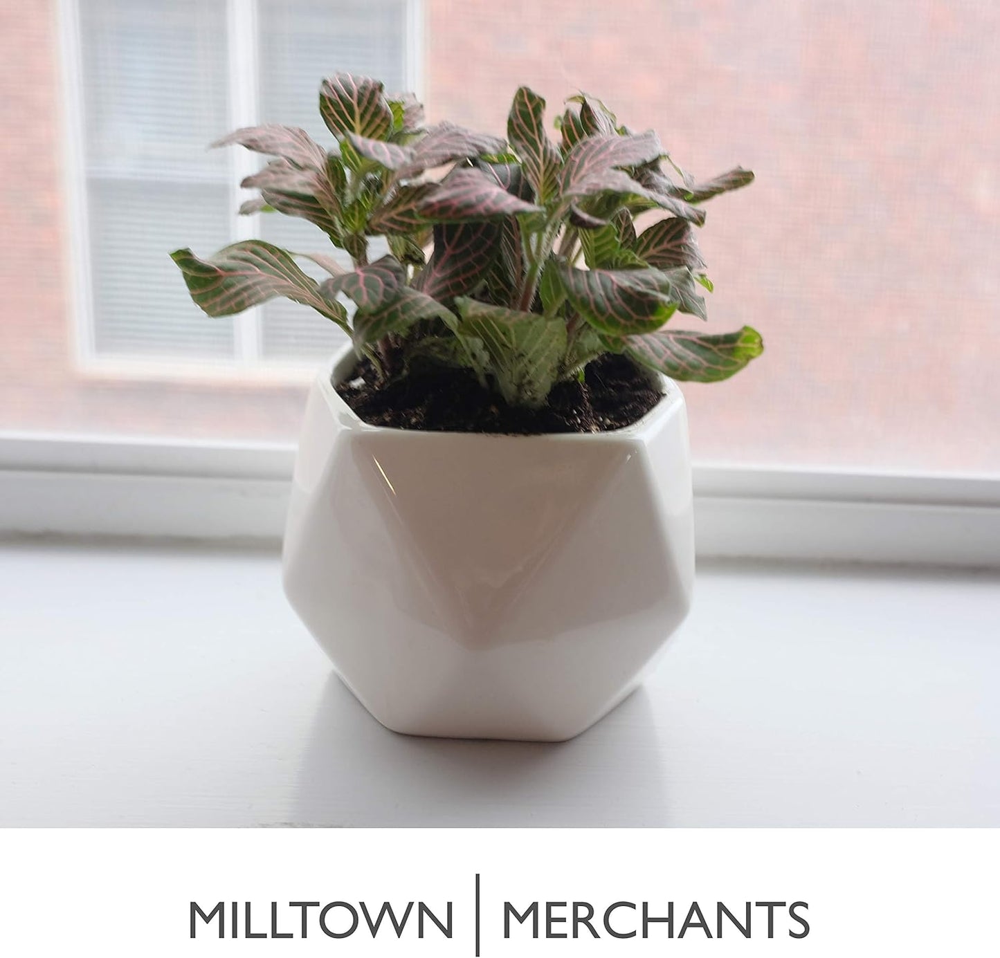 Milltown Merchants Succulent Wall Planter - Black Ceramic Wall Mounted Vase for Living Wall (Geometric/White)