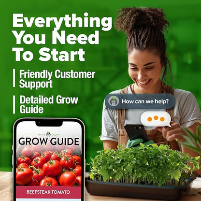 HOME GROWN Beefsteak Tomato Seed Pack - 300 Heirloom Tomato Seeds for Planting Outdoors – High-Yield Non-GMO Vegetable Seeds for Growing Large, Meaty Tomatoes for Summer Dishes (Solanum lycopersicum)