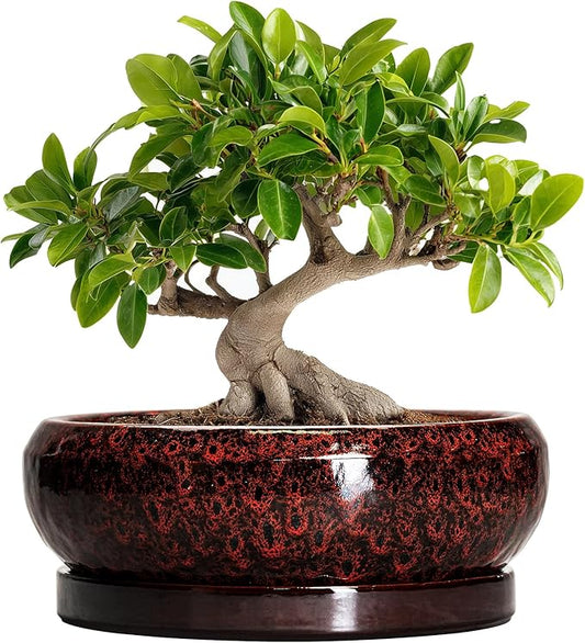 Bonsai Tree Pots - 10 Inch Ceramic Succulent Planters for Indoor Outdoor, Bonsai Pots with Drainage Hole and Saucer, Shallow Round Planter, Planter Bowl, Patio Decor, Gifts for Women, Red