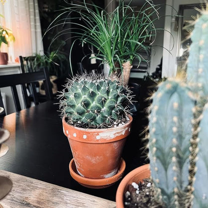 Terracotta Pots 8 Inch(2 Pack), Large Clay Pots for Plants with Drainage Hole and Saucer, Terracotta Planter Pot for Indoor Outdoor Plant