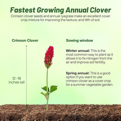 Outsidepride Crimson Clover Seeds - 2 lbs. Annual, Nitrocoated, & Inoculated Ground Cover Seeds, Ideal Clover Seed for Lawn, Cover Crop, Pasture, Hay, Green Manure & Wildlife Forage
