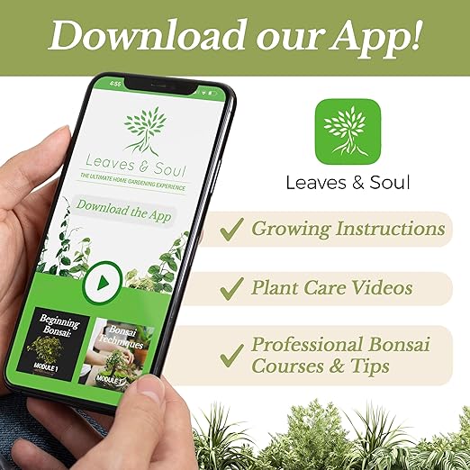 Professional Liquid Dracaena Plant Fertilizer | 3-1-2 Concentrate for Indoor Plants | Multi-Purpose Blend & Gardening Supplies | 8 oz Bottle