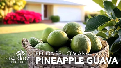 Pineapple Guava - 20 Live Plants - Feijoa Sellowiana - Edible Fruit and Flowering Foliage