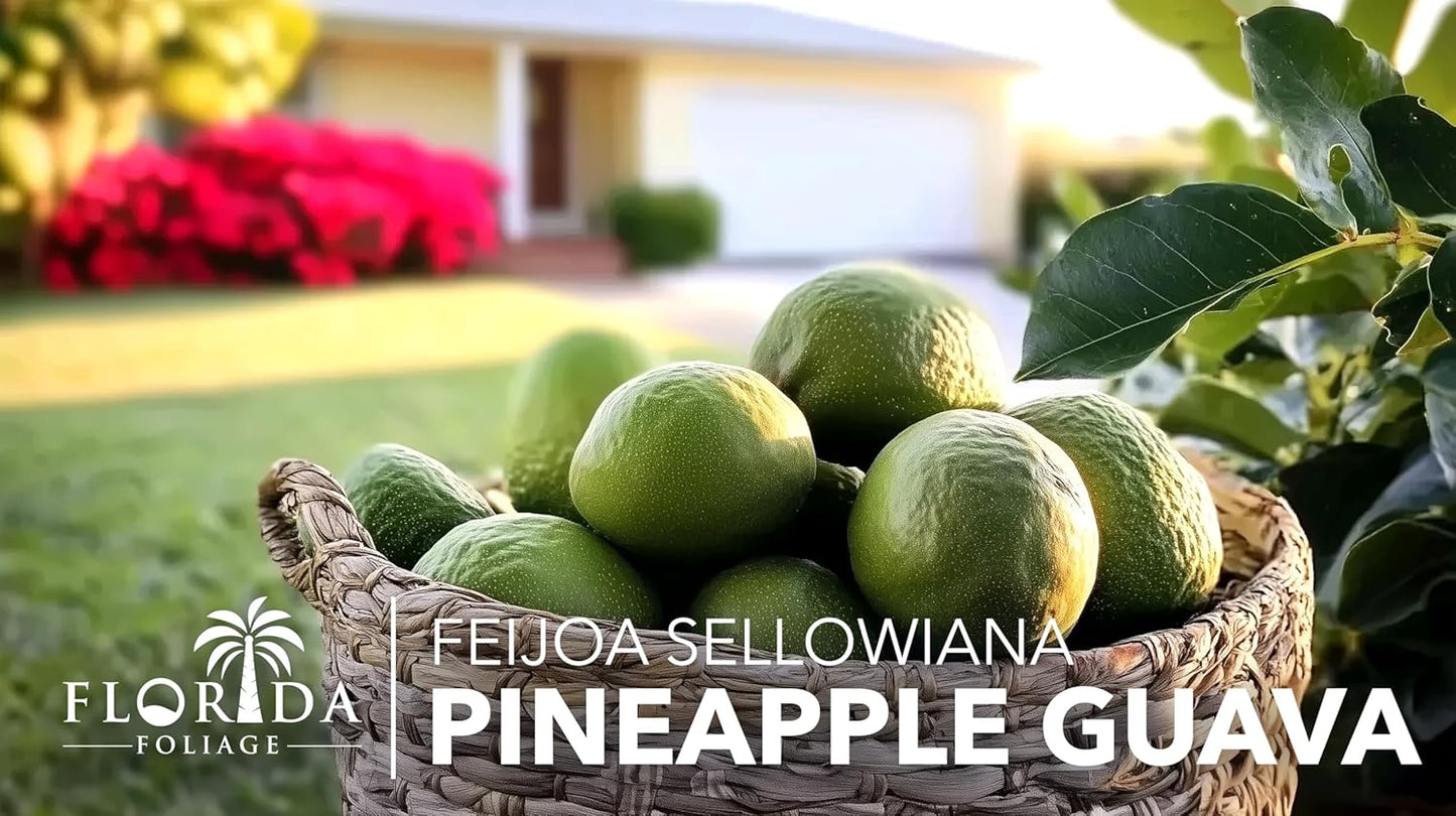 Pineapple Guava - 30 Live Plants - Feijoa Sellowiana - Edible Fruit and Flowering Foliage