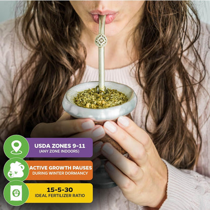 Yerba Mate - Ilex paraguariensis by Wellspring Gardens - South American Tea Plant - Cultural Heritage Tree - Exotic Botanical Energizer - Holly Family Plant - Starter Plant Herb Plant