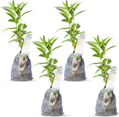 Night Blooming Jasmine Live Plant - Cestrum Nocturnum. Fragrant Flowering Shrub for Garden, Patio or Window (4 ngt.jas sacs)